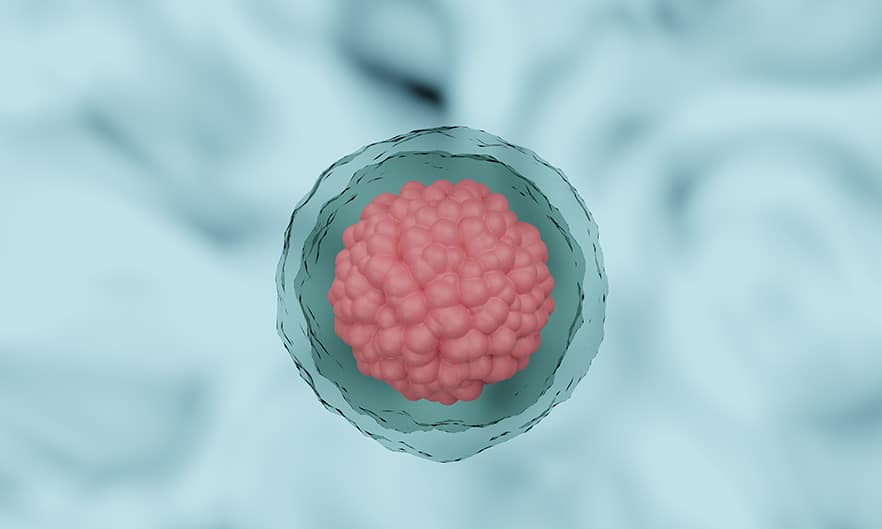 Mit Stammzellen HIV und Krebs heilen