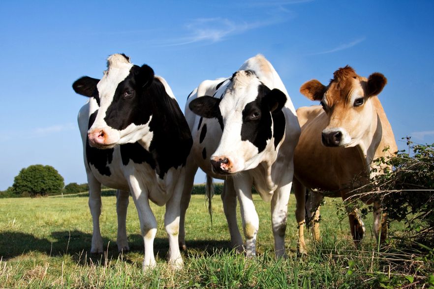 Wie Kühe das Klima schützen können