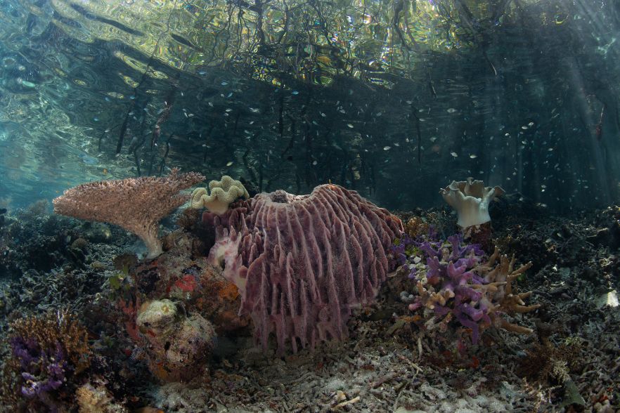 Neues unberührtes Korallenriff entdeckt