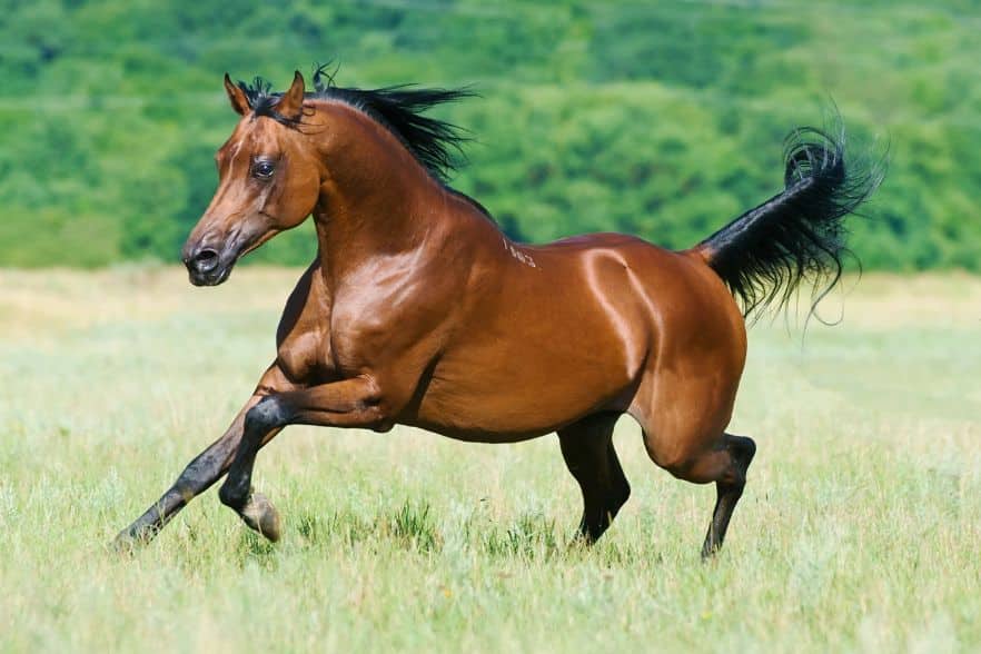 Das Geheimnis schöner Pferde
